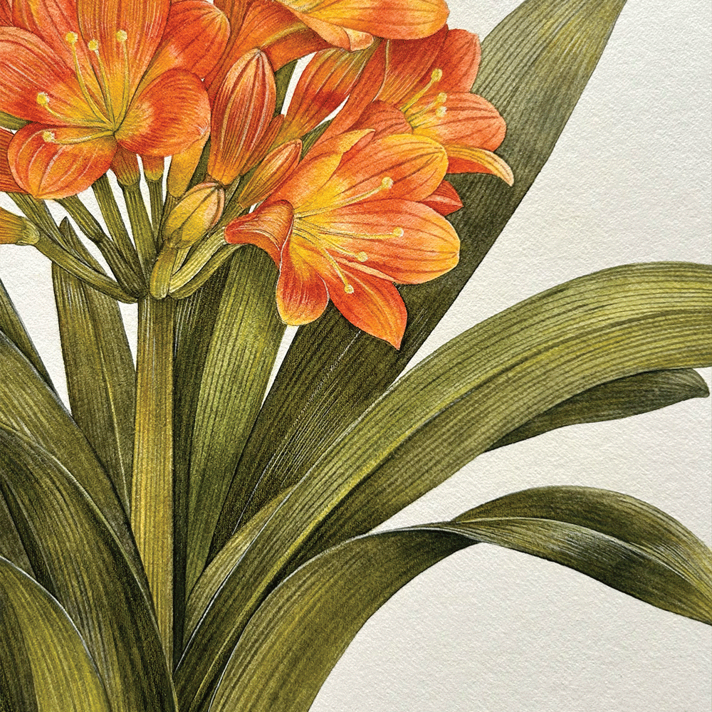 Clivia miniata - Unframed Original Painting