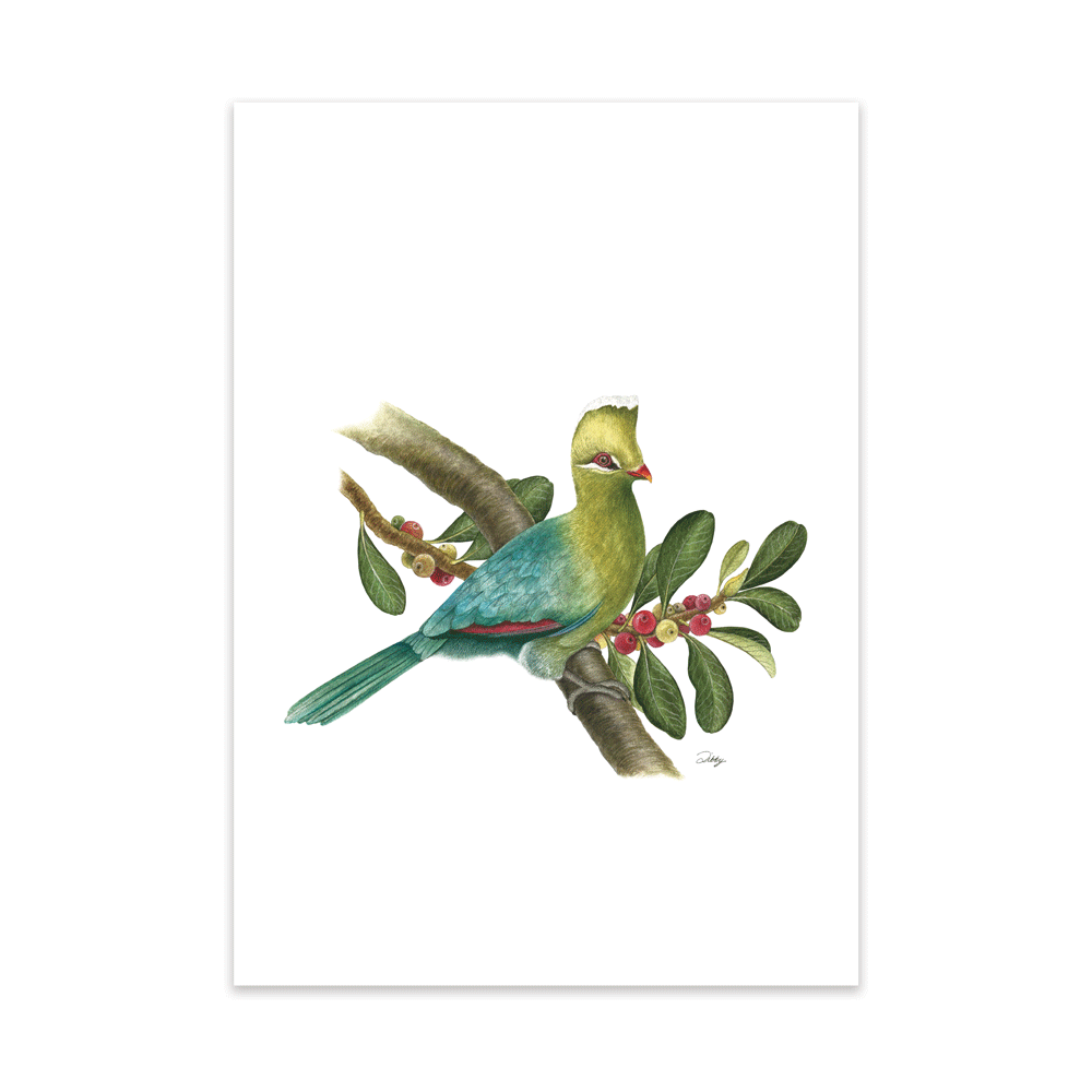 Knysna Turaco with Wild Figs Print