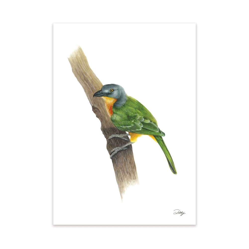 Grey-Headed Bush Shrike Print