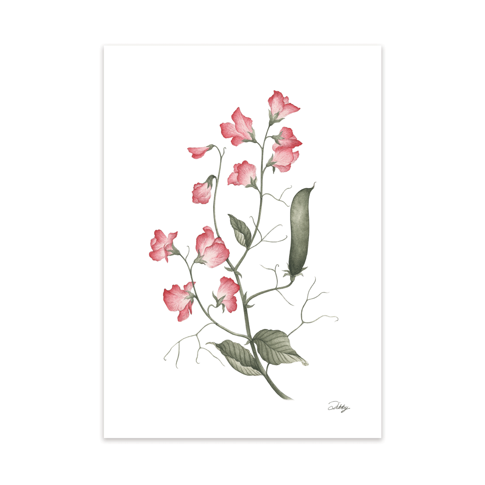 “William & Catherine” Sweet Pea Print