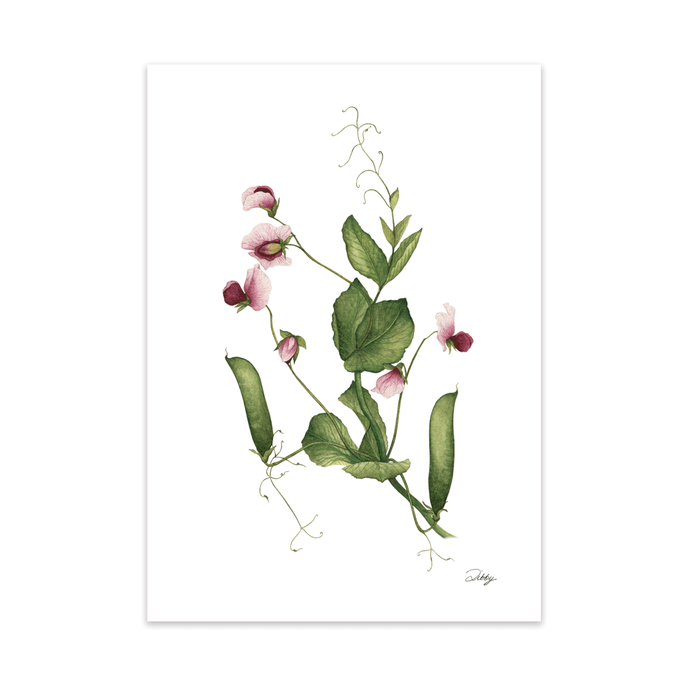 "Burgundy-Pink" Sweet Pea Print