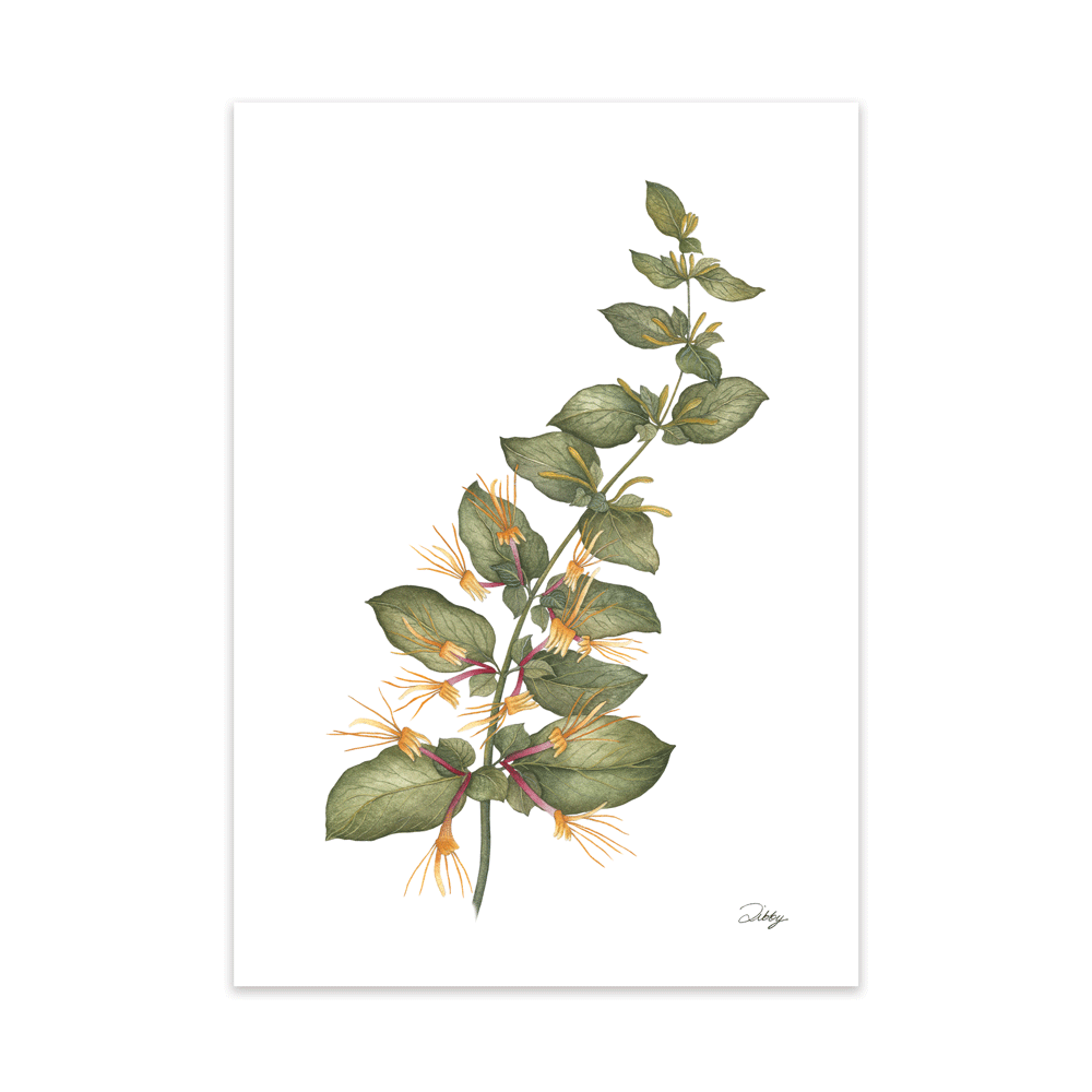 “Goldflame” Honeysuckle Print