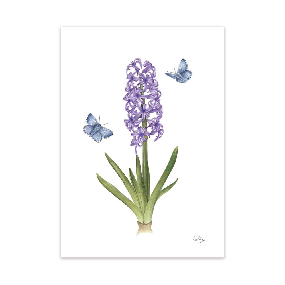 Hyacinth "Splendid Cornelia" Print