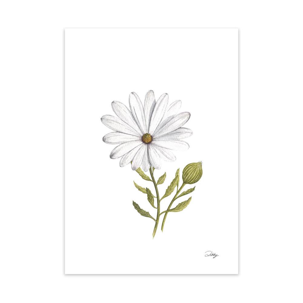 Namaqua Daisy Print