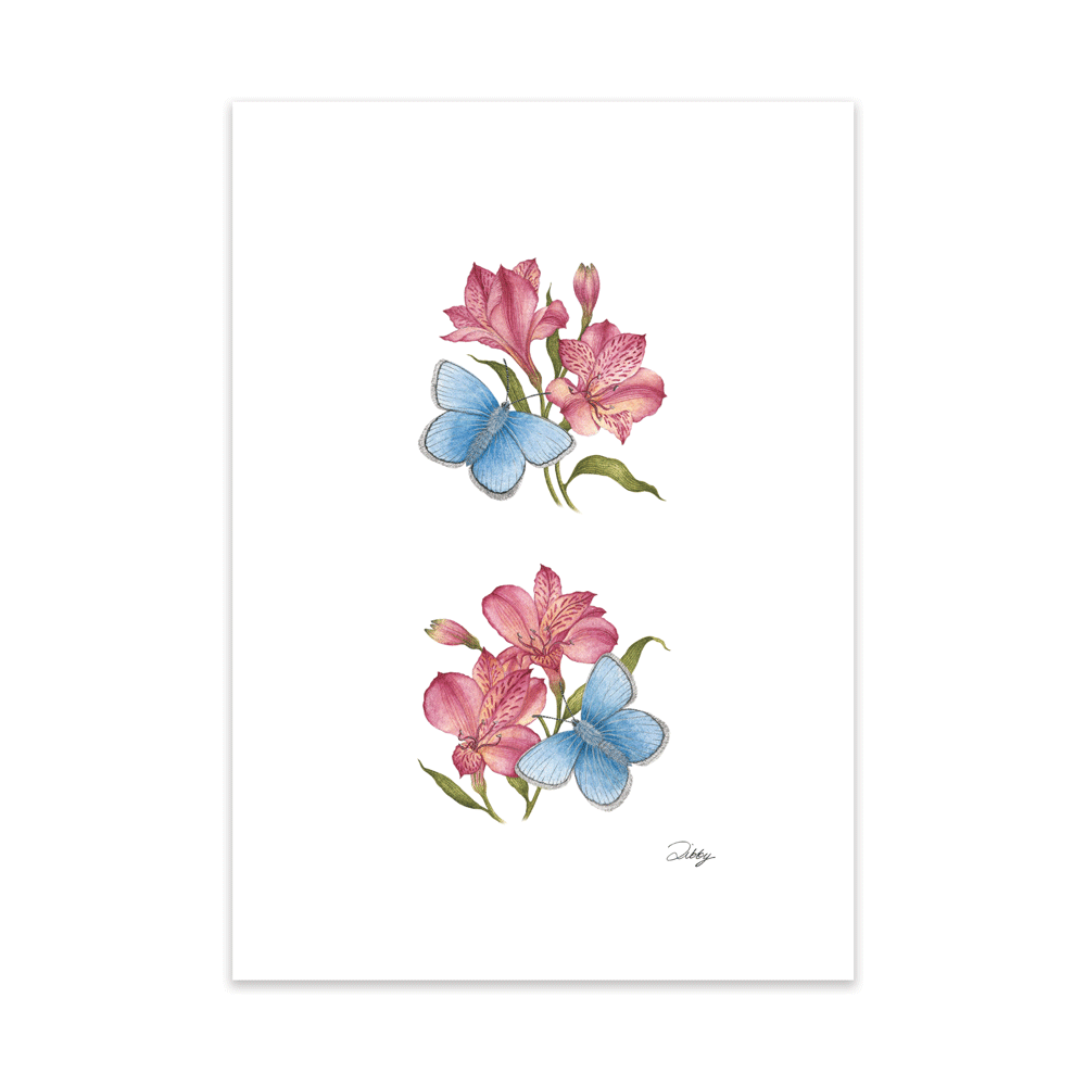 Pink Alstroemerias with Blue Butterflies Print