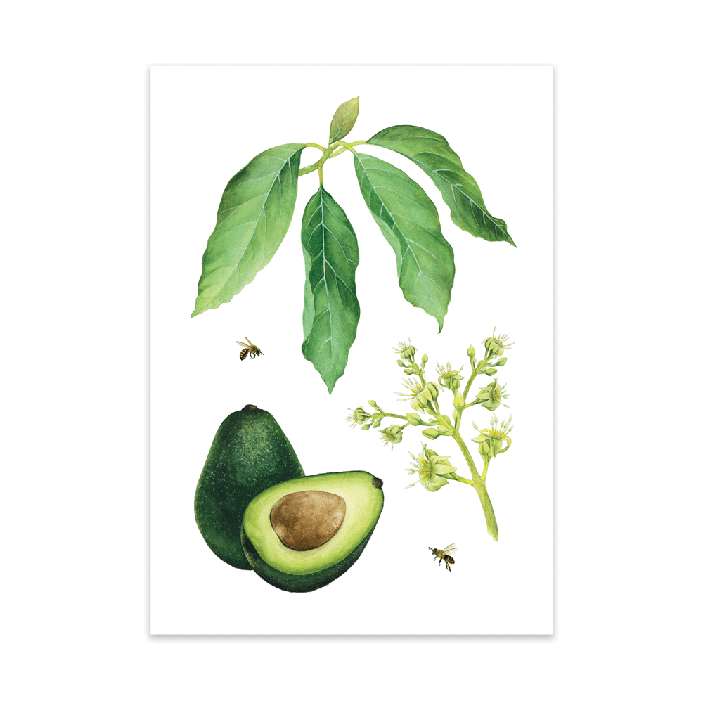 Hass Avo Botanical Study Print