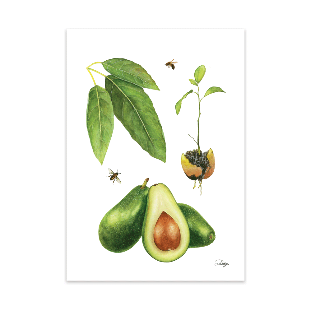 Fuerte Avo Botanical Study Print
