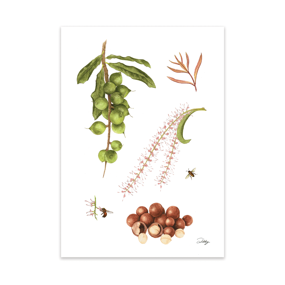 Macadamia Botanical Study 1 Print