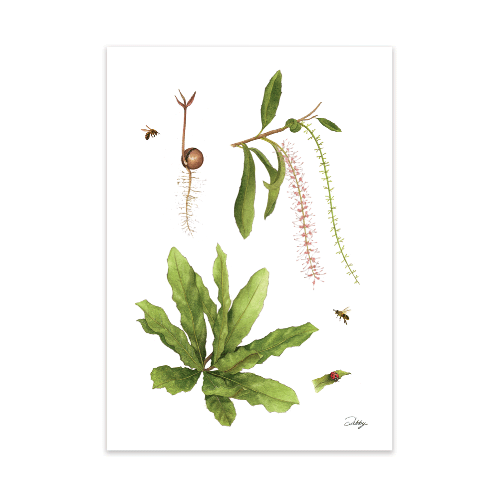 Macadamia Botanical Study 2 Print