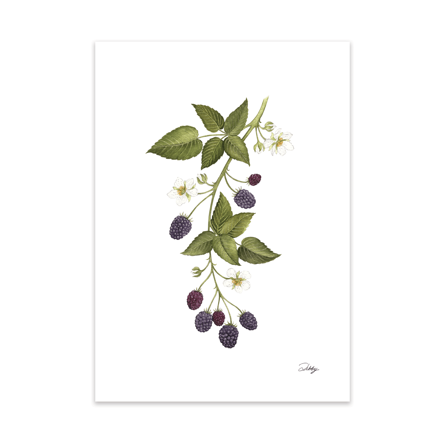 Blackberries Botanical Study Print