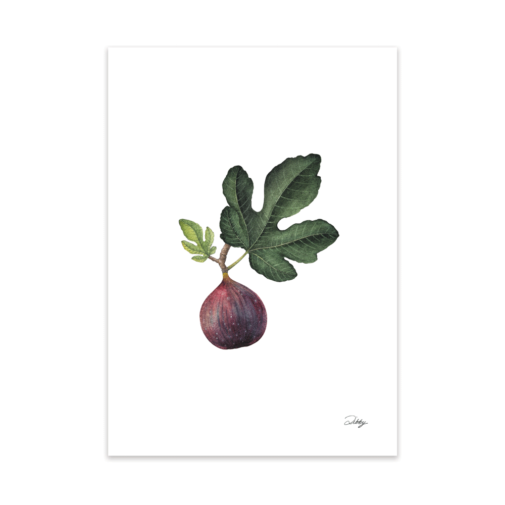 Fig Botanical Study Print