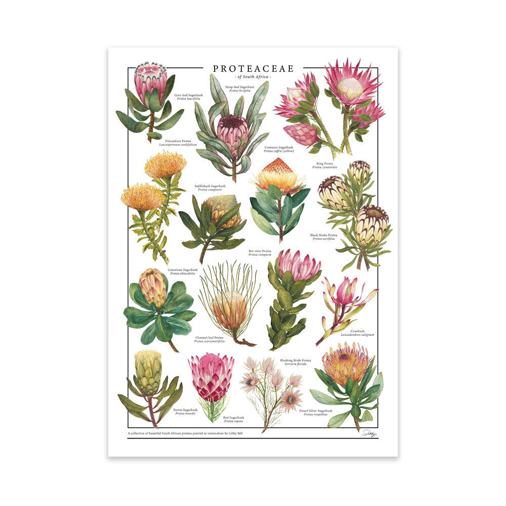 Proteaceae Print