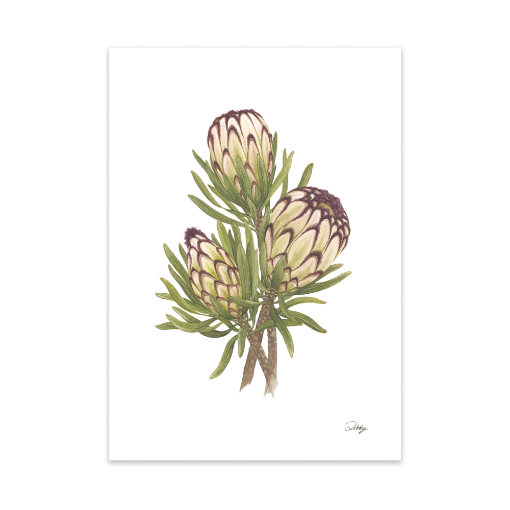 Black Niobe Protea (Nerifolia) Print