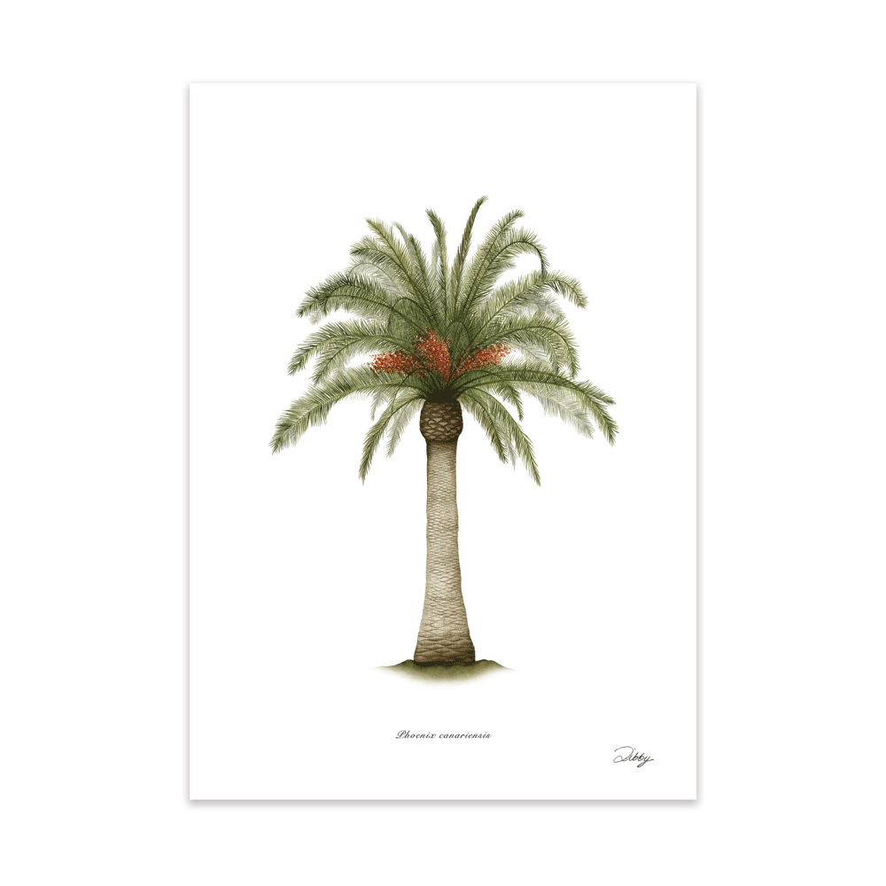 Phoenix Canariensis Print
