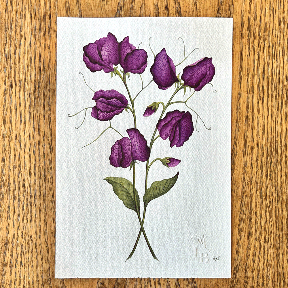 'Black Knight" Poppies - Unframed Original Painting