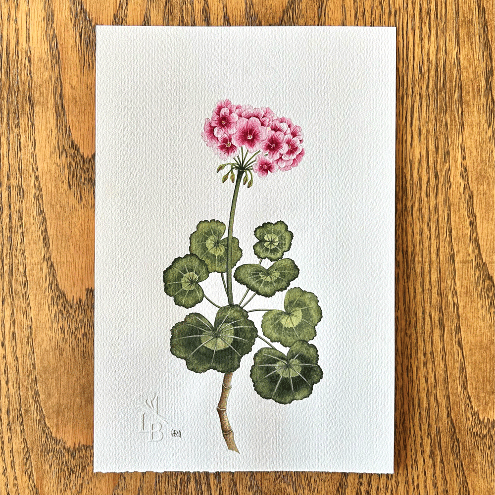 "Allure Light Pink" Geranium - Unframed Original Painting