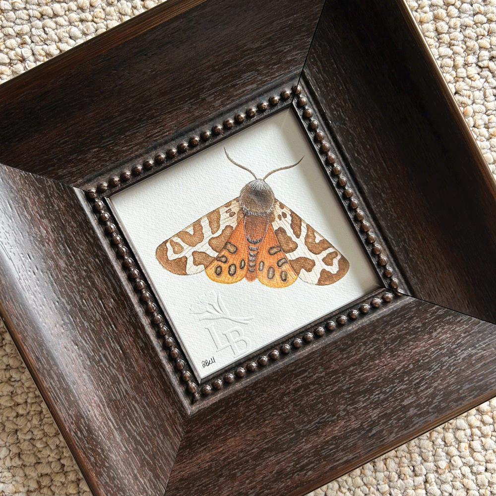 Garden Tiger Moth - Framed Original Painting