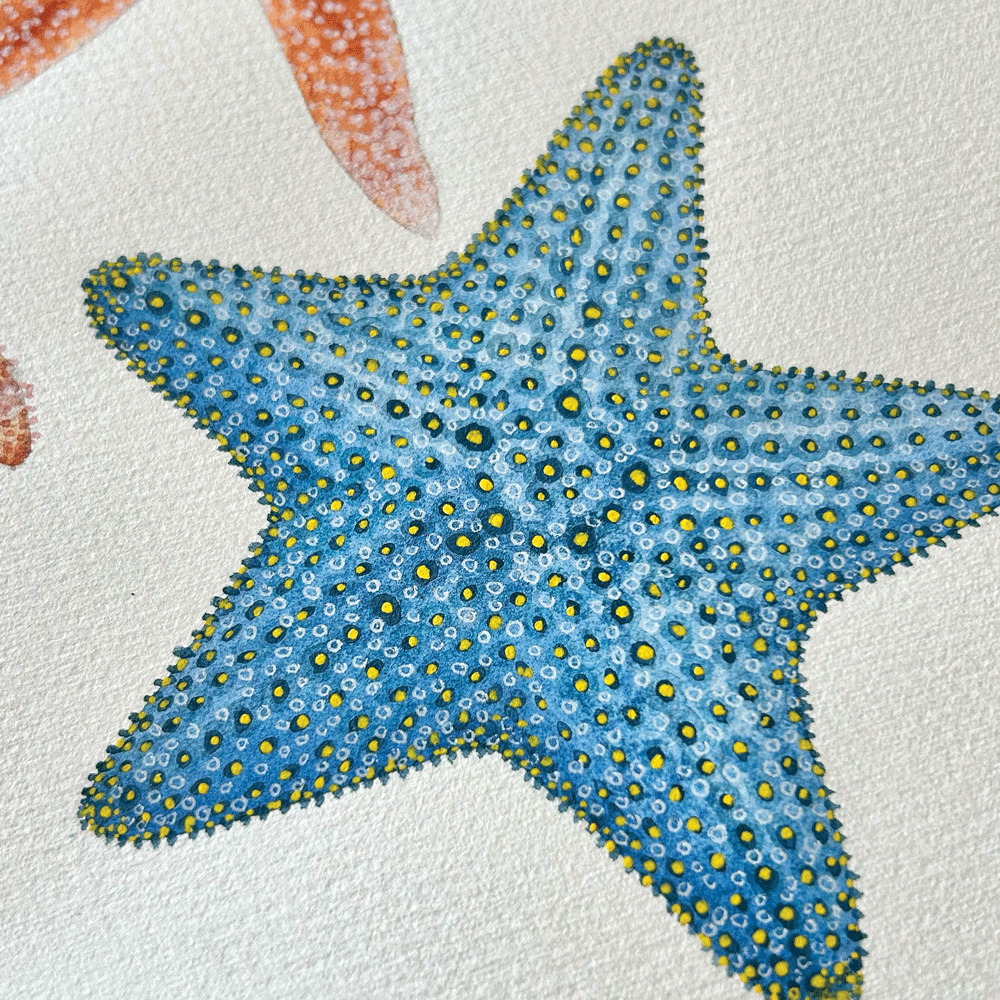 Starfish of the South African Coastline - Unframed Original Painting