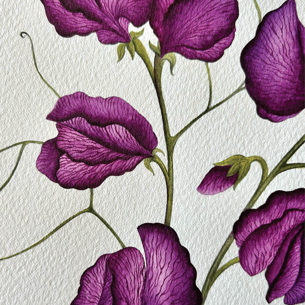 'Black Knight" Poppies - Unframed Original Painting