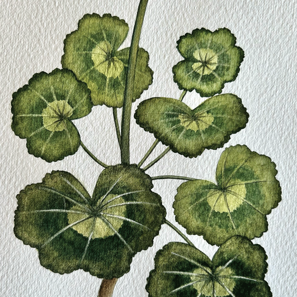 "Allure Light Pink" Geranium - Unframed Original Painting