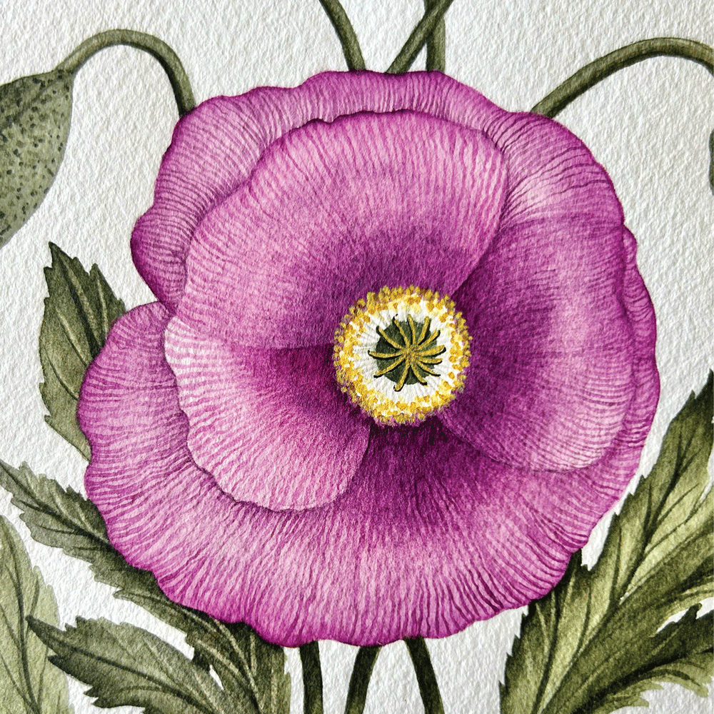 'Imperial Pink' Poppies - Unframed Original Painting