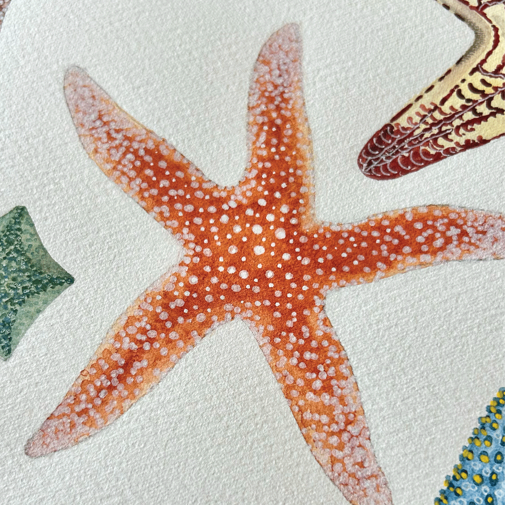 Starfish of the South African Coastline - Unframed Original Painting