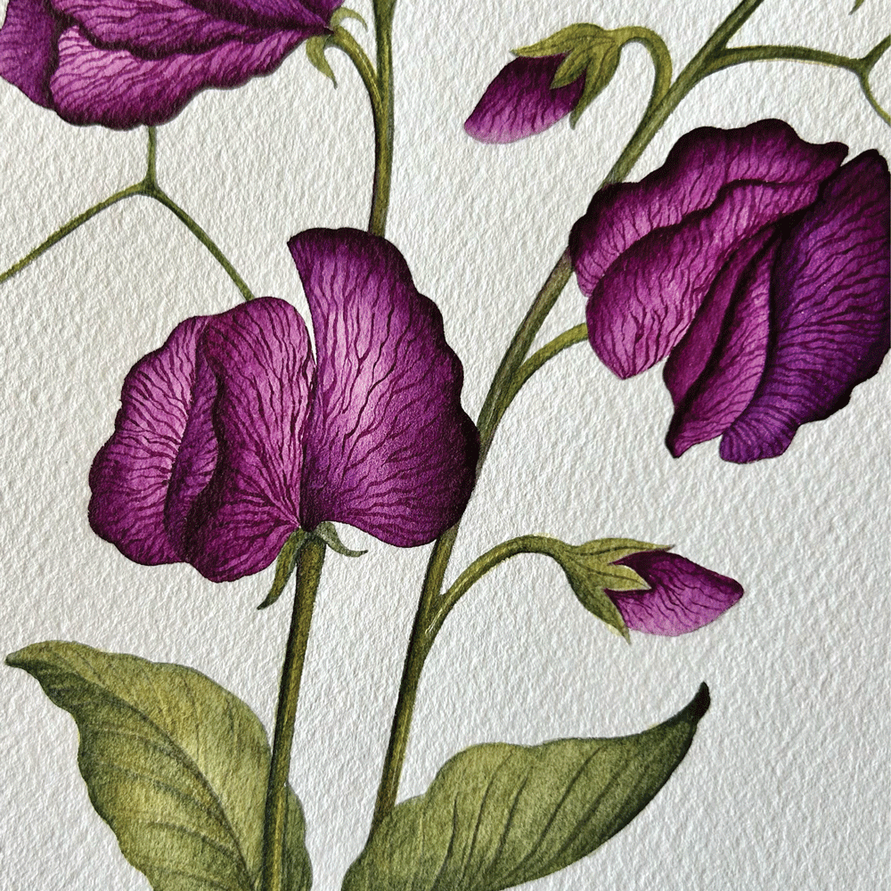 'Black Knight" Poppies - Unframed Original Painting