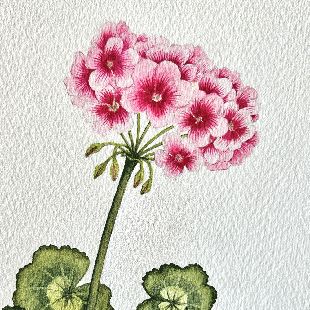"Allure Light Pink" Geranium - Unframed Original Painting