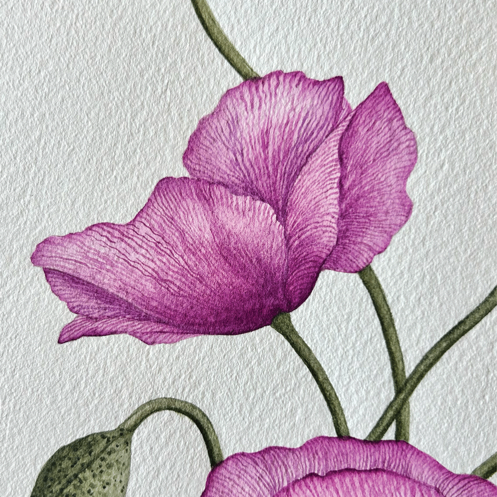 'Imperial Pink' Poppies - Unframed Original Painting