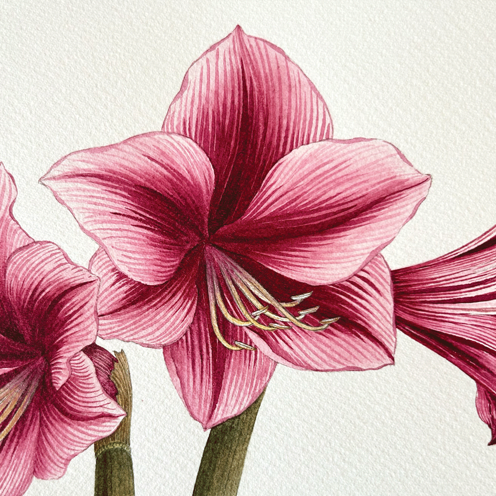 Striated Burgundy Pygmy Amaryllis Pair - Two Unframed Original Paintings