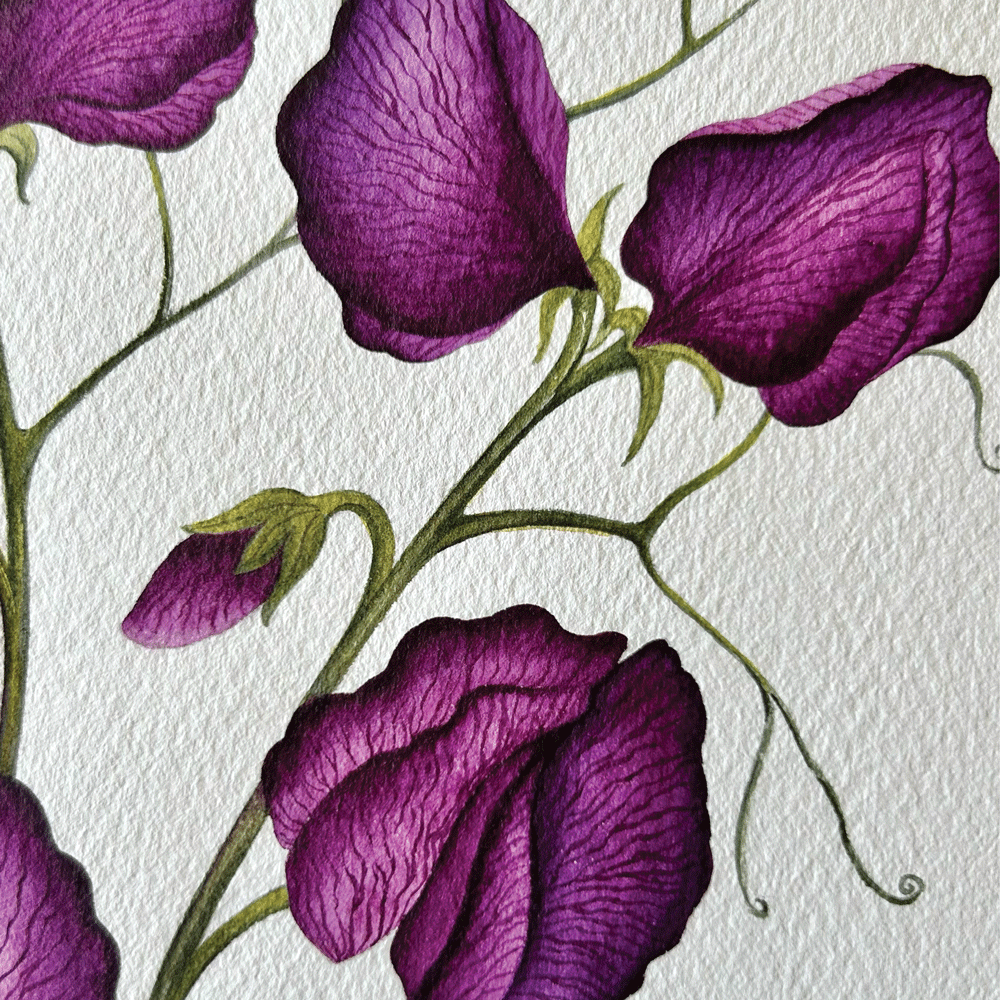 'Black Knight" Poppies - Unframed Original Painting