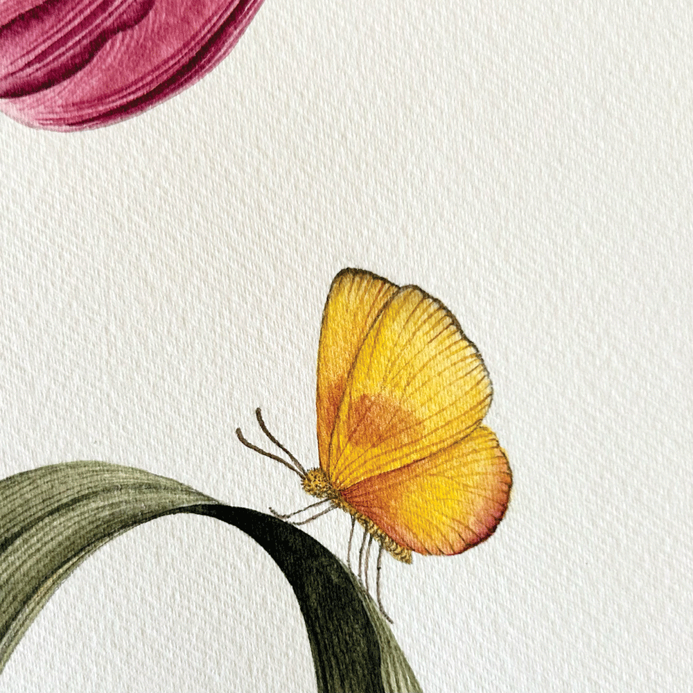 Striated Burgundy Tulip with yellow butterfly- Unframed Original Painting