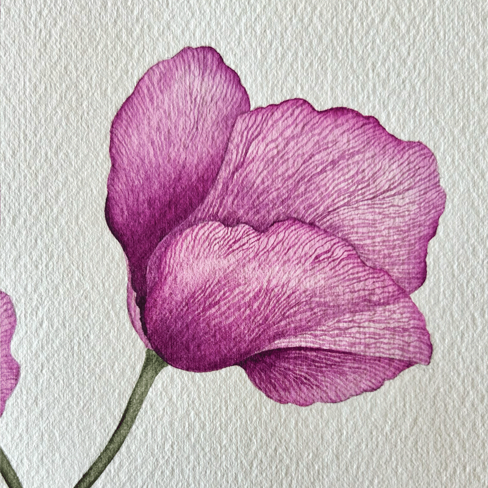 'Imperial Pink' Poppies - Unframed Original Painting
