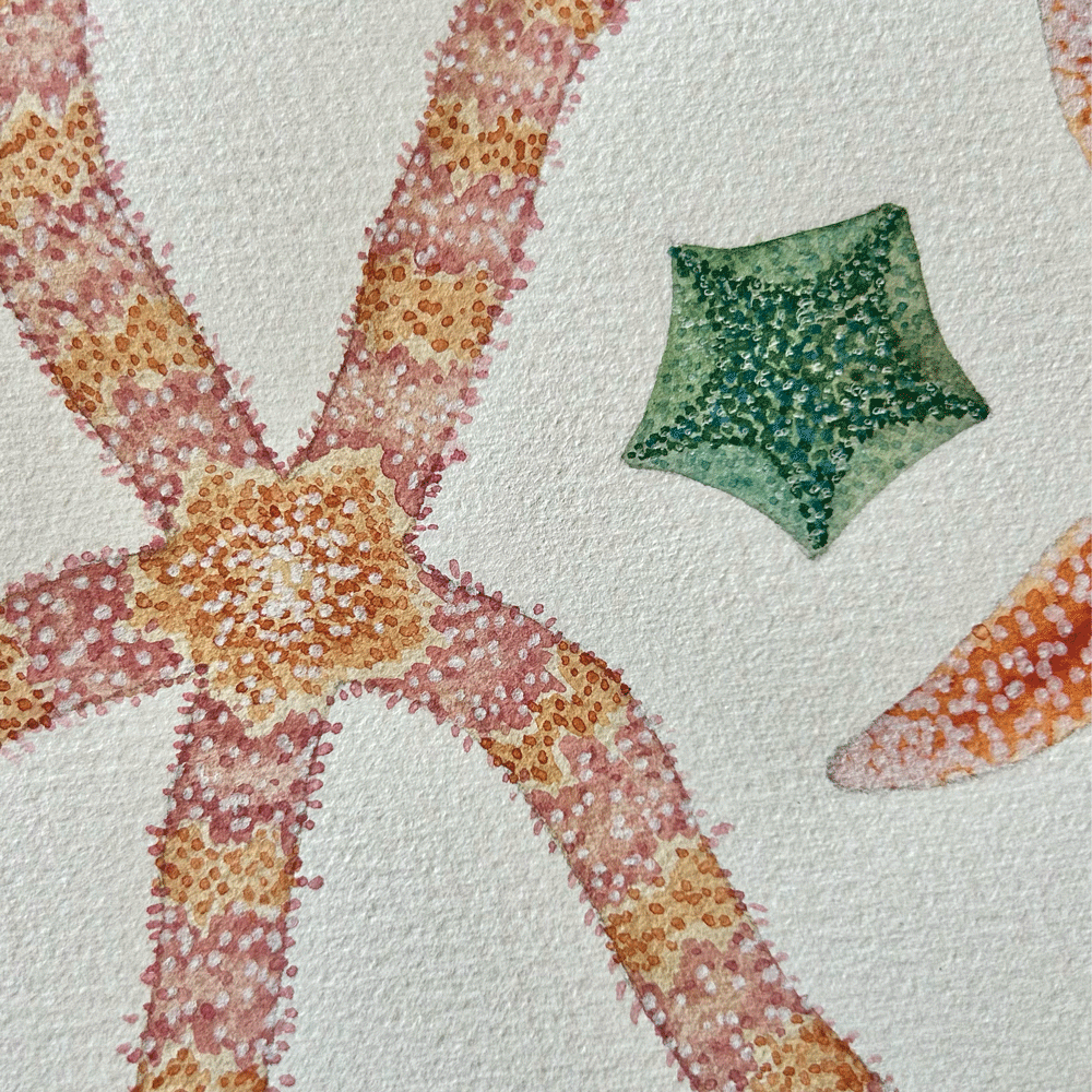 Starfish of the South African Coastline - Unframed Original Painting