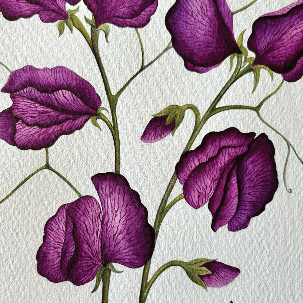 'Black Knight" Poppies - Unframed Original Painting