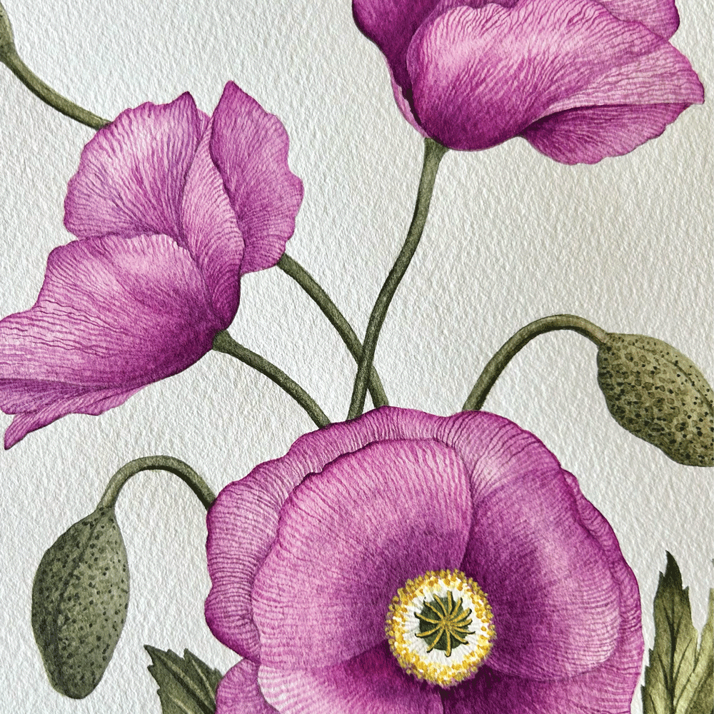 'Imperial Pink' Poppies - Unframed Original Painting