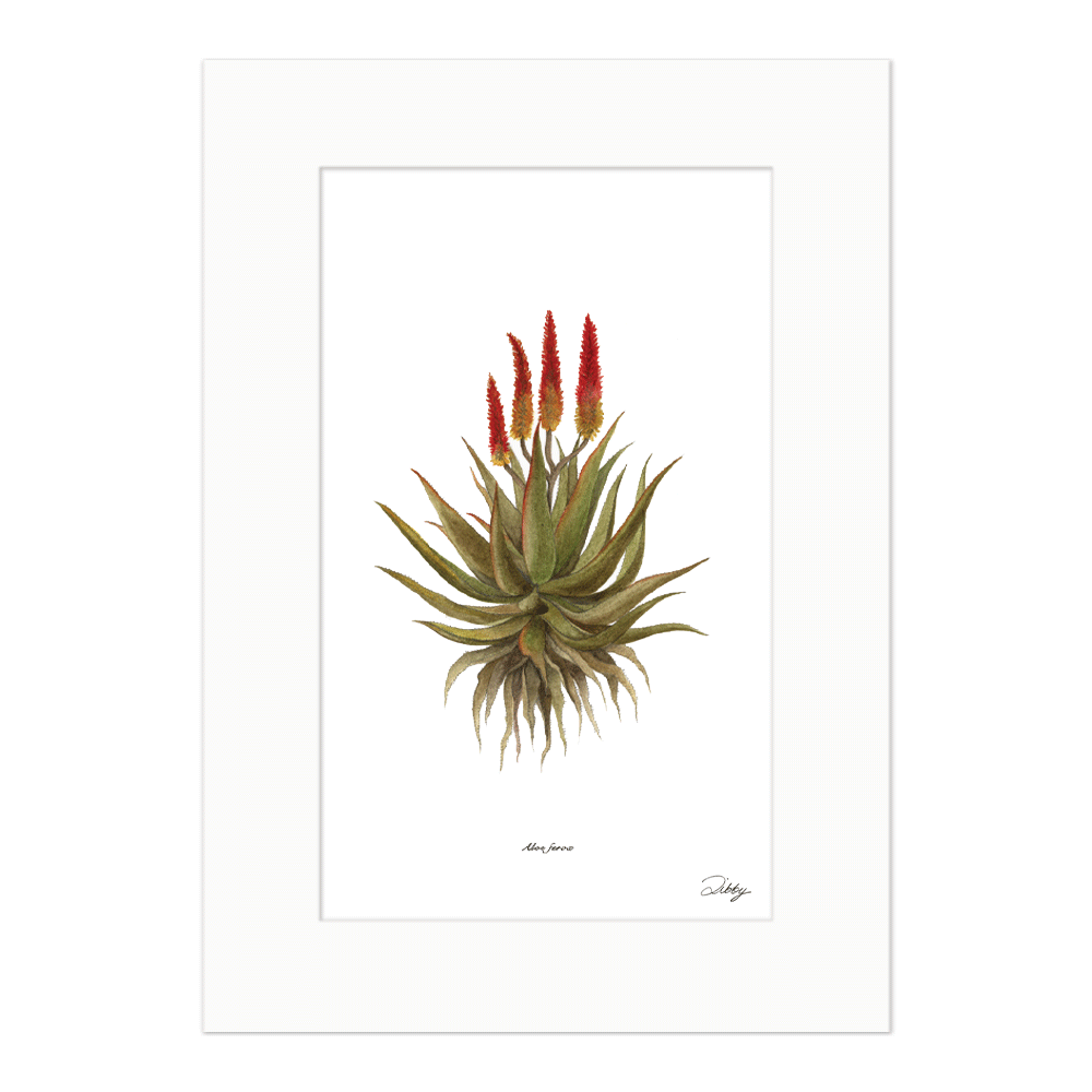 Aloe Ferox Print