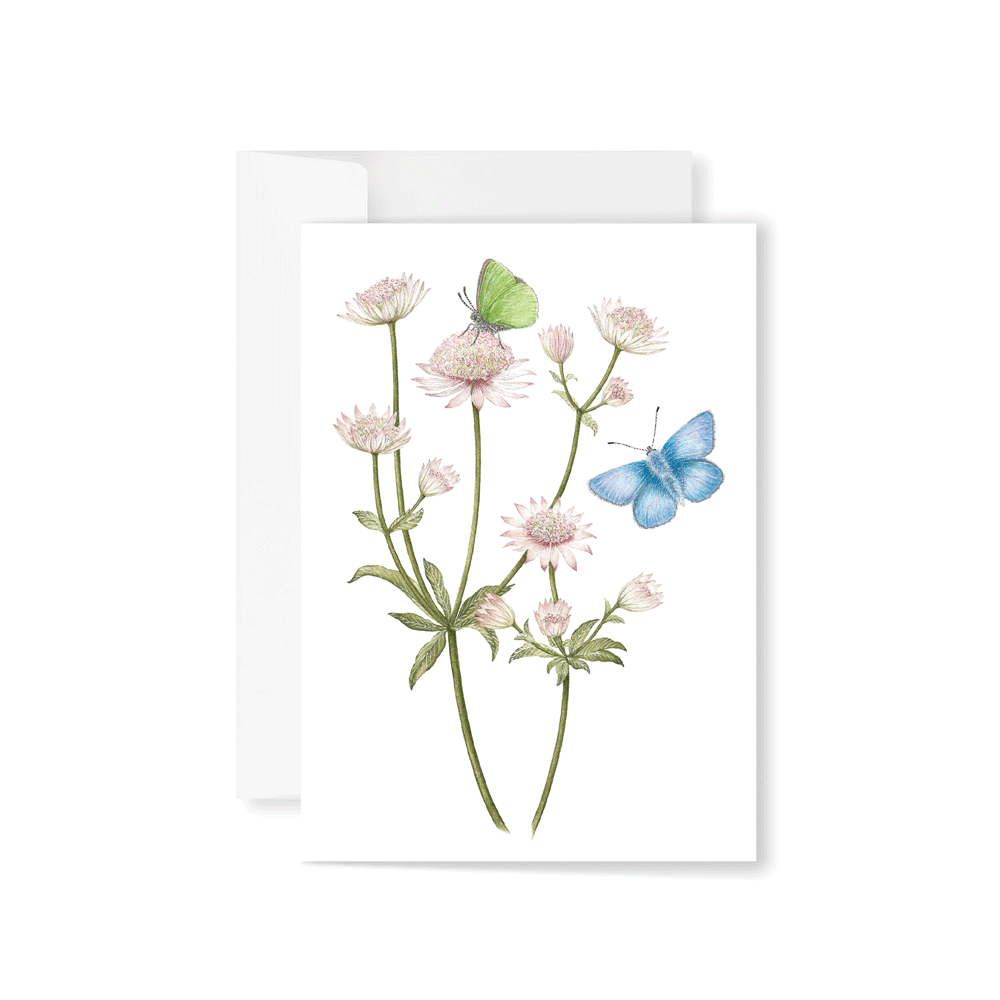 Astrantia, Holly Blue & Green Hairstreak Greeting Card