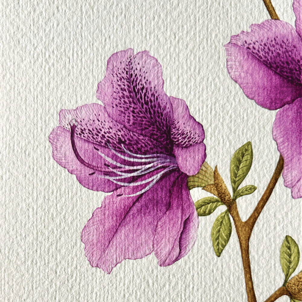 Azalea japonica "Autumn Lilac" - Unframed Original Painting