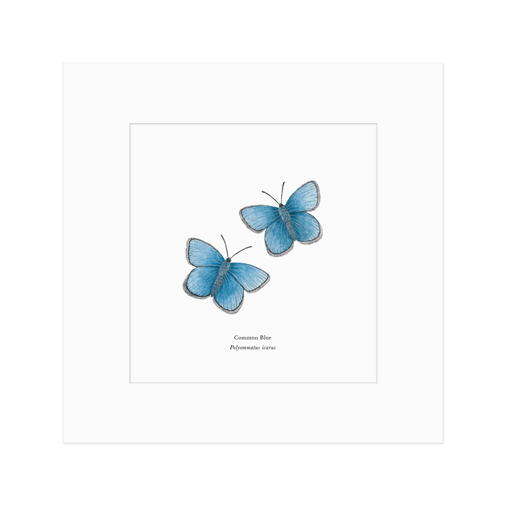 Common Blue Butterfly Print