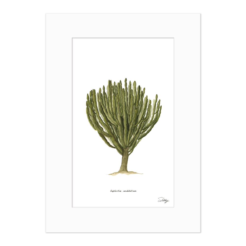 Euphorbia Candelabrum Print