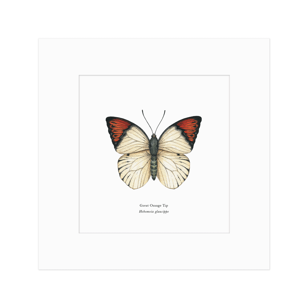 Great Orange-tip Butterfly Print