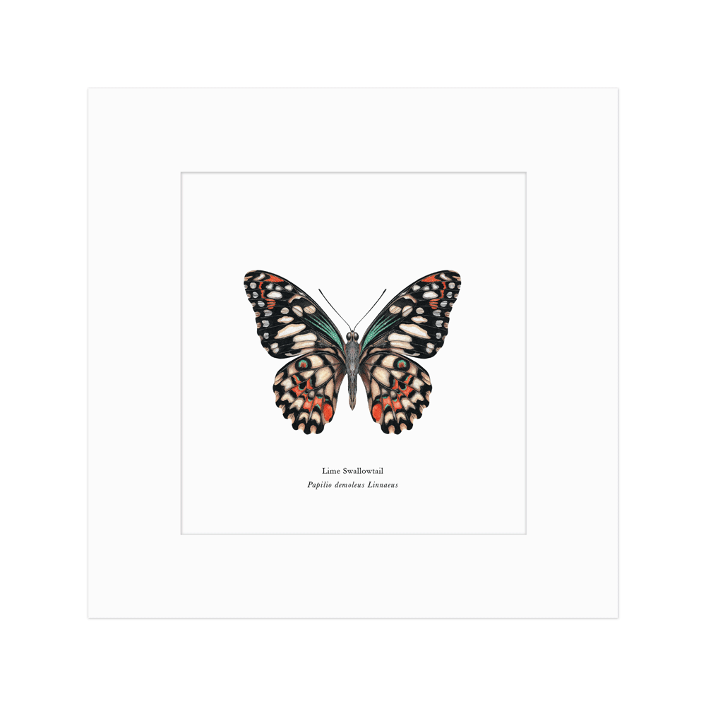 Lime Swallowtail Butterfly Print