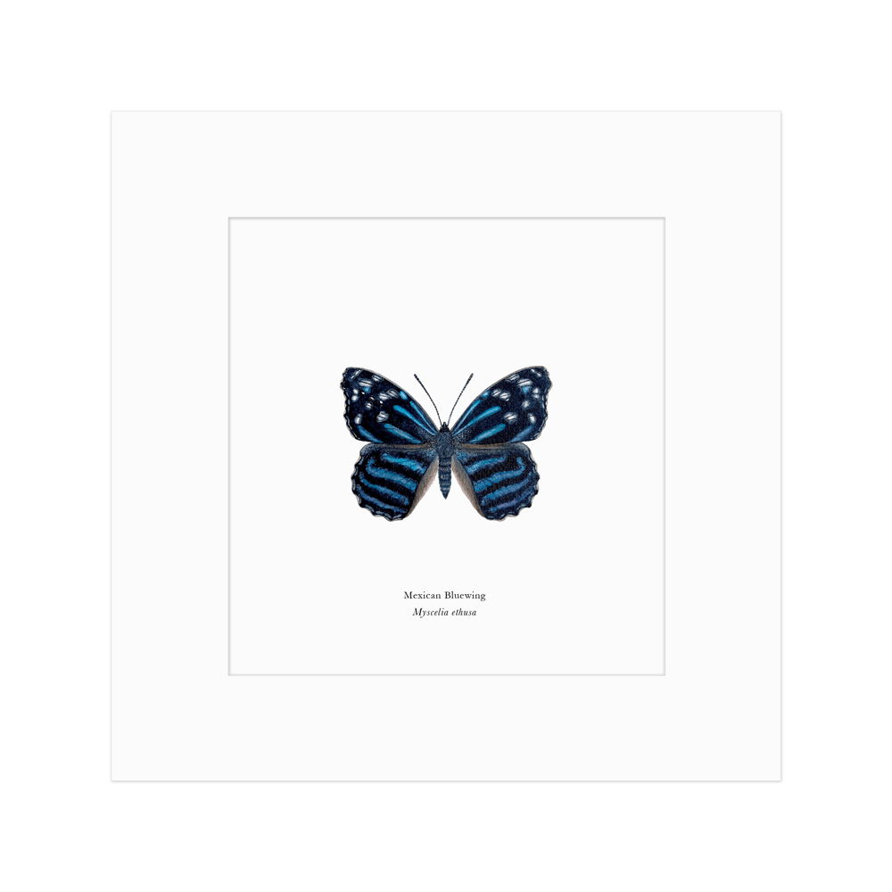 Mexican Bluewing Butterfly Print