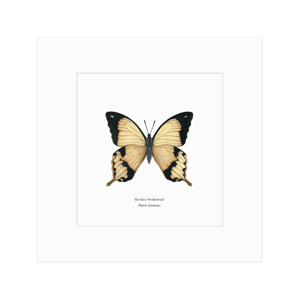Mocker Swallowtail Butterfly Print