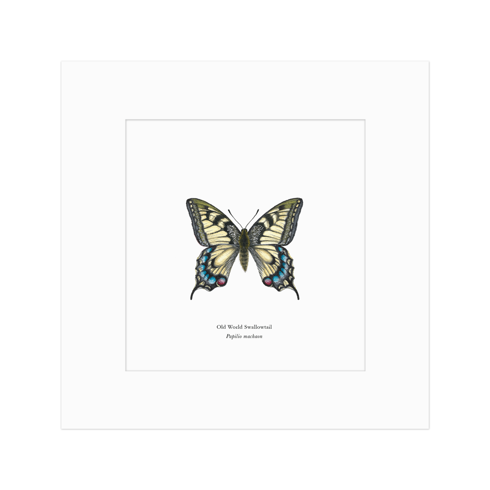 Old World Swallowtail Butterfly Print
