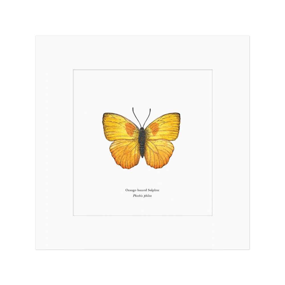 Orange-barred Sulphur Butterfly Print