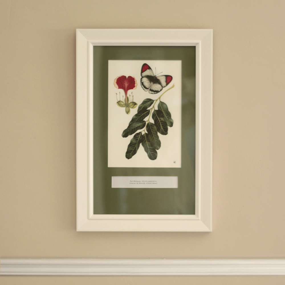 African Pod Mahogany with a Crimson-tip Butterfly - Framed Original Painting