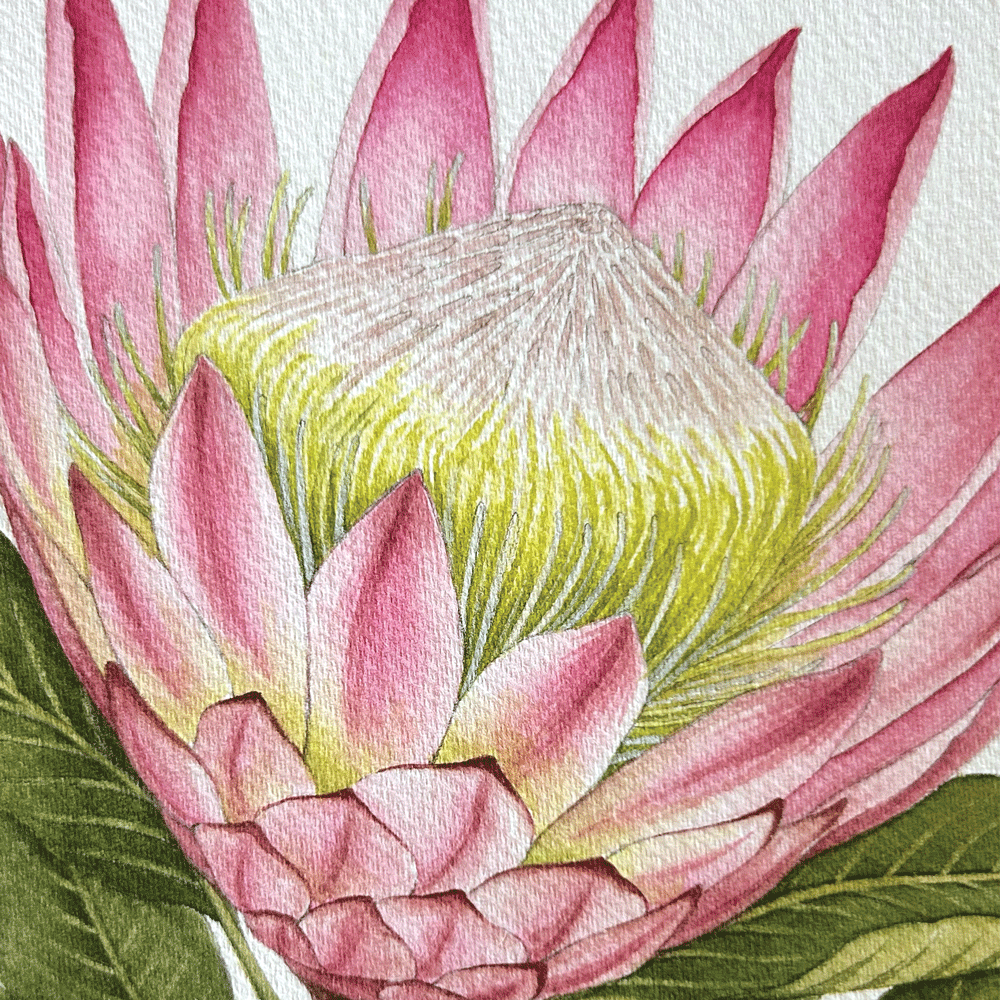 King Protea (Protea cynaroides)- Unframed Original Painting