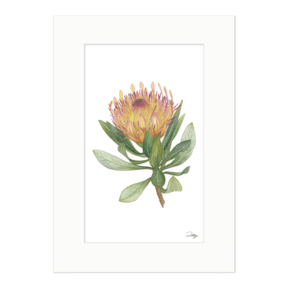 Protea Roupelliae (Dwarf Silver Sugarbush) Print